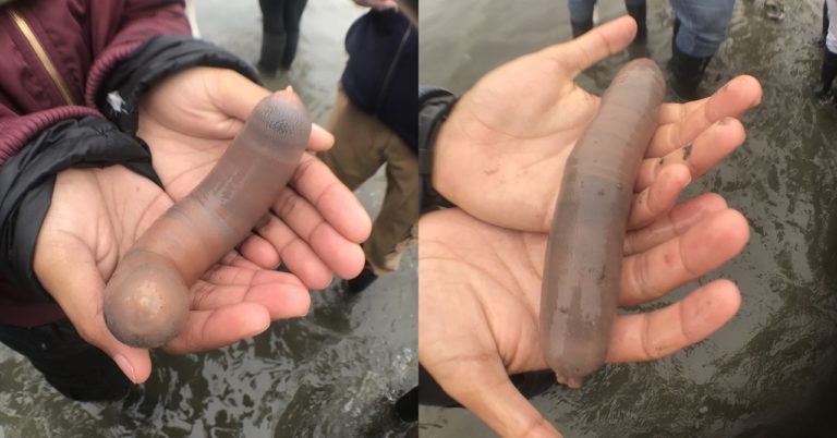 Peixe-pênis? Criaturas de aspecto inusitado invadem praia da Califórnia