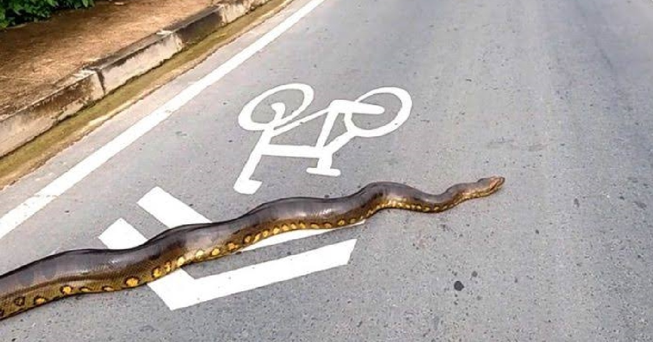 Скорость движения змеи. Гигантская Анаконда перегородила бразильскую реку. Змея переползает дорогу.