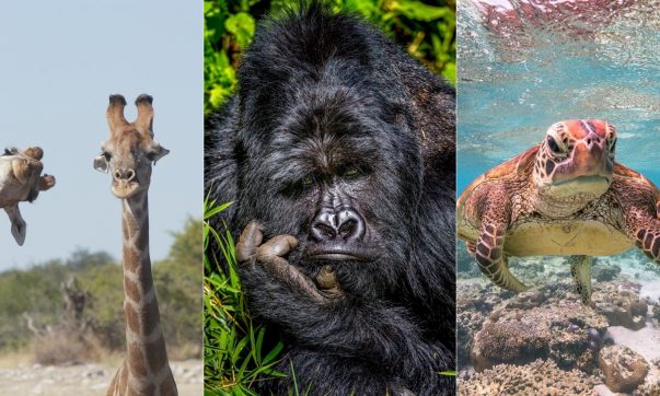 comedy wildlife