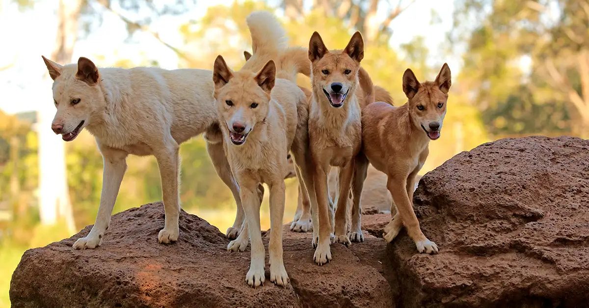 Dingo: você conhece o cão selvagem da Austrália?