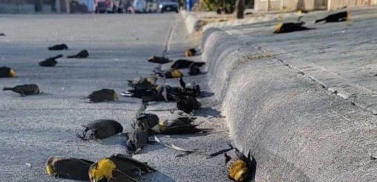 Centenas de pássaros morrem de uma vez e caem do céu; vídeo é impressionante