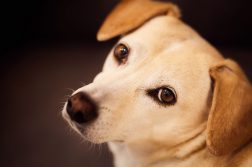 cachorro