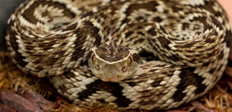Família encontra uma das cobras mais perigosas do Brasil em casa: ‘pronta pro bote’