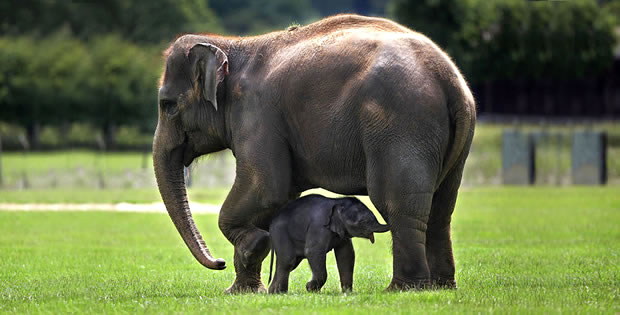 Elefant Gravid