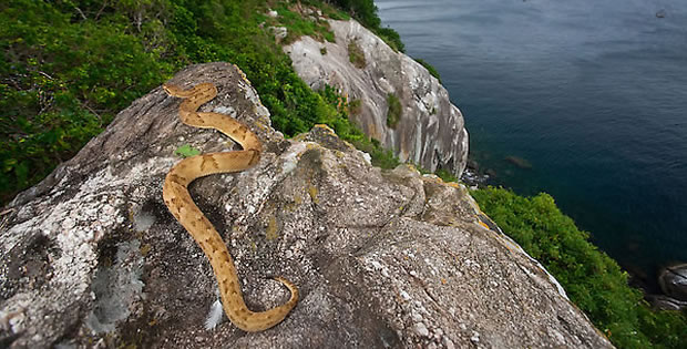 ilha-das-cobras