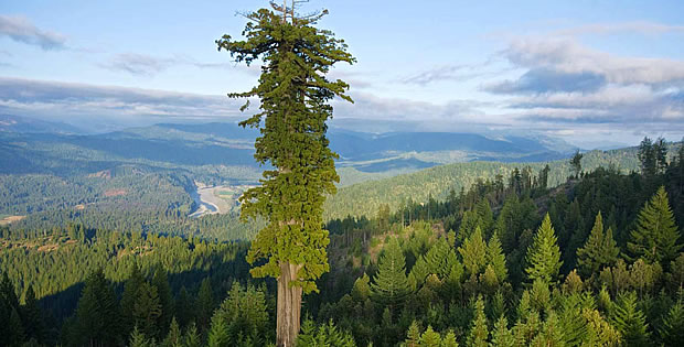 sequoia-mais-alta