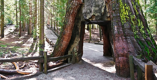 sequoia-national-park-trilha